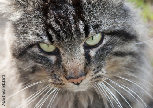 Primo piano muso di un gatto