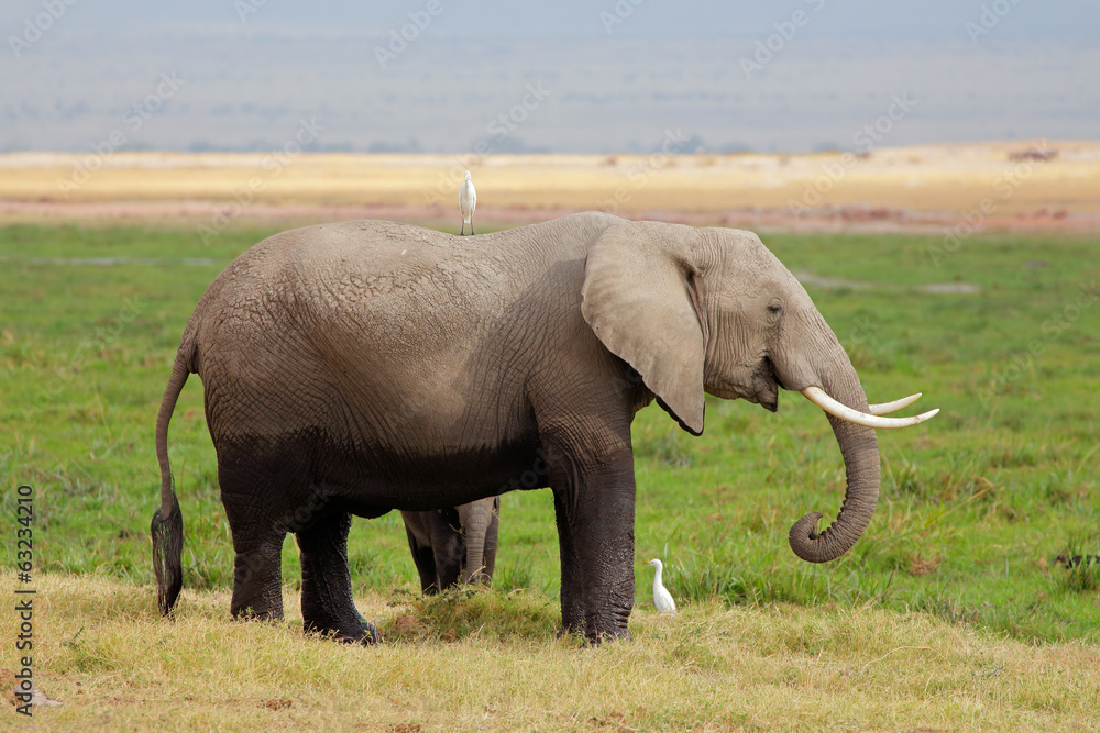 Naklejka premium African elephant with calf, Amboseli National Park