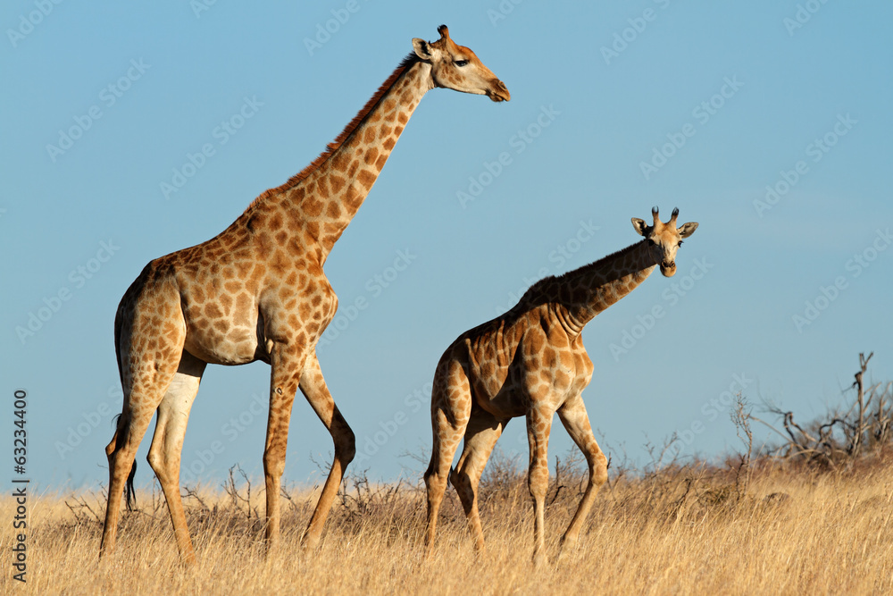 Obraz premium Giraffes in open grassland