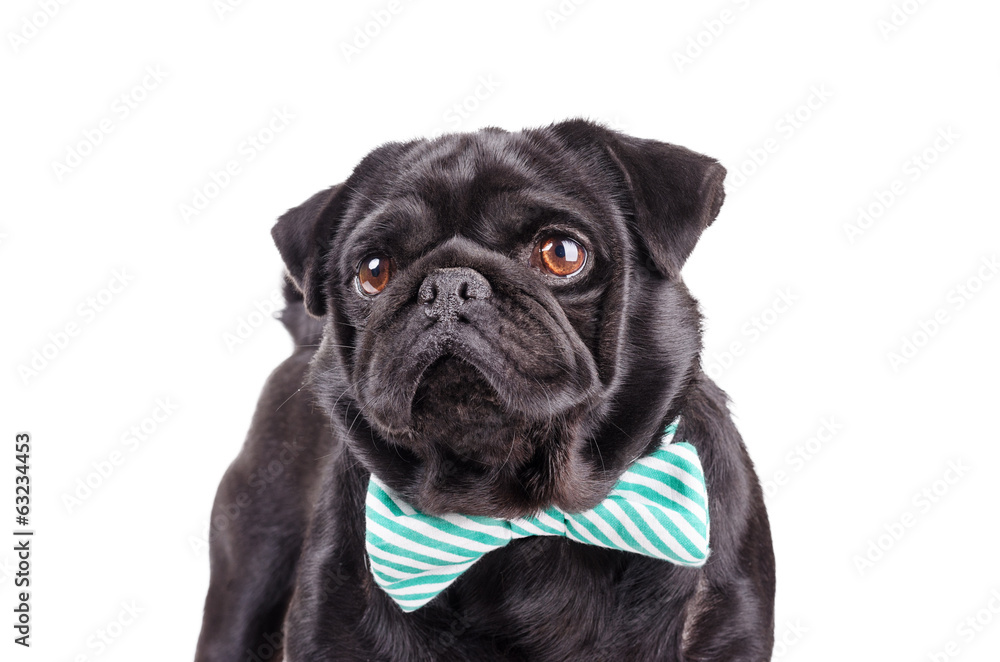 Black dog with a tie
