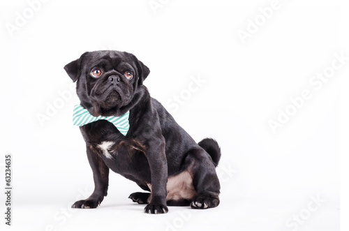 Fototapeta Naklejka Na Ścianę i Meble -  Black dog with a tie
