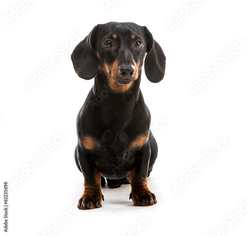 puppy dachshund © tan4ikk
