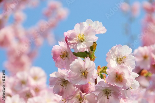 Fototapeta Naklejka Na Ścianę i Meble -  Kirschblüte rosa - cherry blossom 45