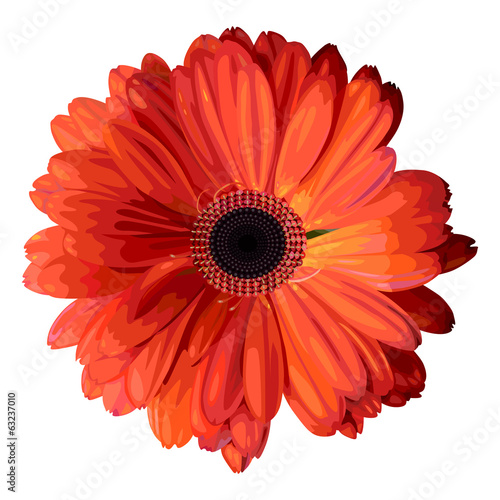 Fototapeta Naklejka Na Ścianę i Meble -  Orange gerbera.