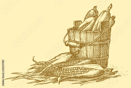 Vector still life. Sketch of the harvest of corn cobs