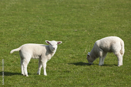 easter lambs