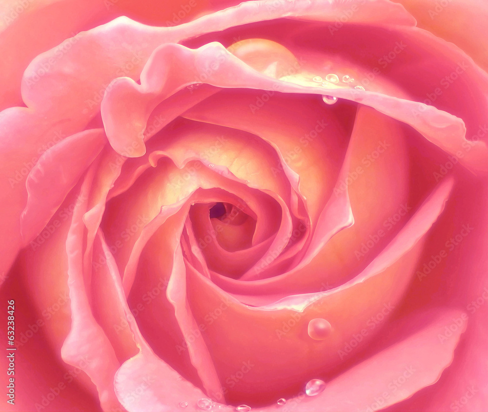 Pink rose close up Pink rose close up