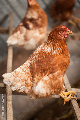 poule sur un perchoir photo