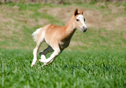 foal runs
