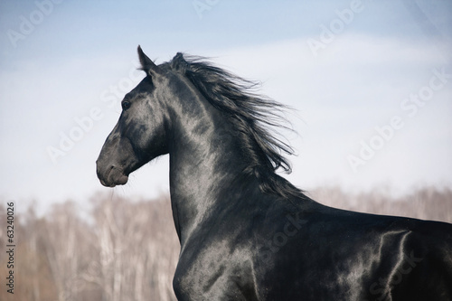 black stallion