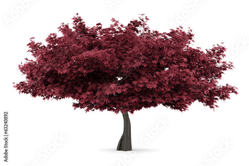 red maple tree isolated on white background