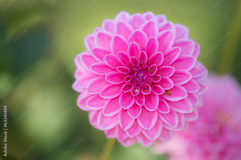 Close up of Pink Dahlia flowers on blurry background Close up of Pink Dahlia flowers on blurry background
