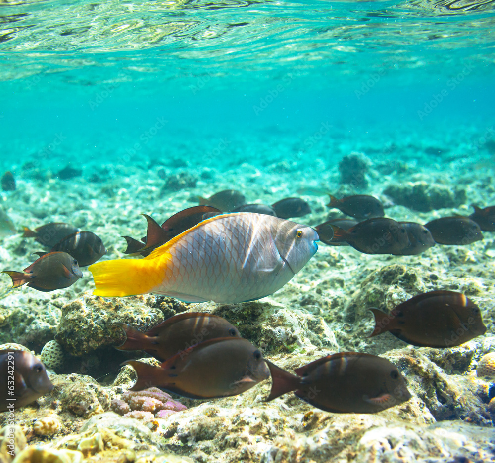 Fototapeta premium Coral fish