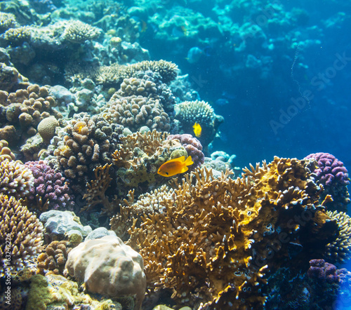Fototapeta Naklejka Na Ścianę i Meble -  Coral fish