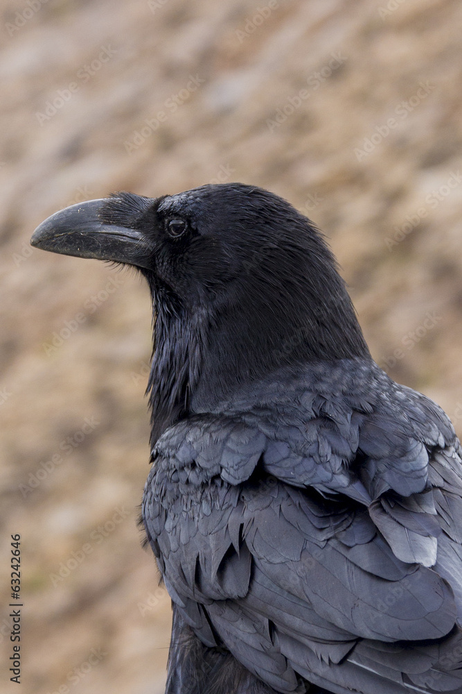 Fototapeta premium Raven