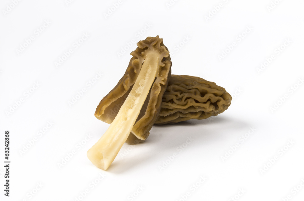 Ptychoverpa bohemica Ptychoverpa bohemica