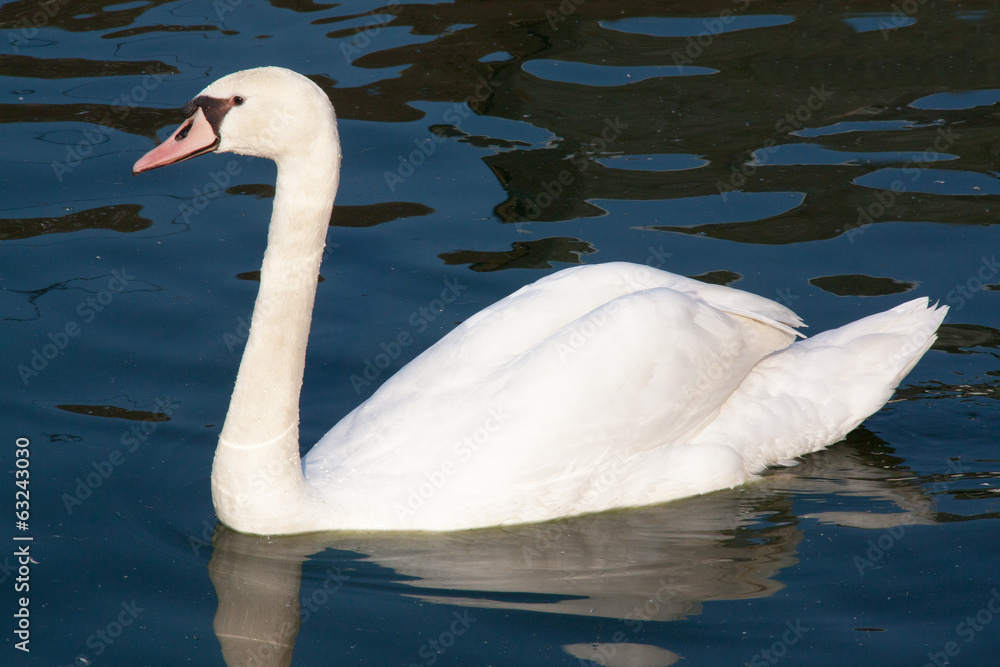 Cygne tubercule - Cygnus olor - en promenade sur l'étang Cygne tubercule - Cygnus olor - en promenade sur l'étang