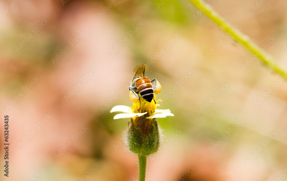 Bee life. Bee life.