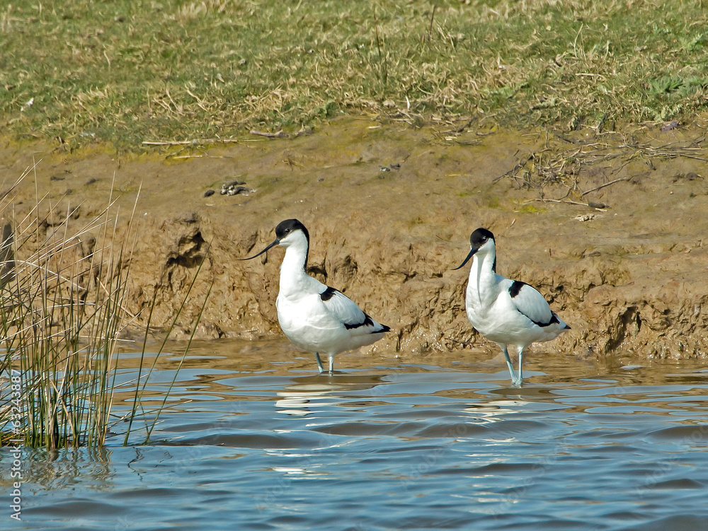 Pied Avocets Pied Avocets
