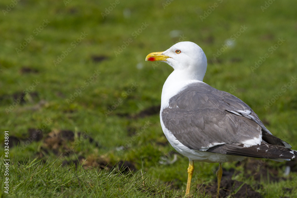 Herring gull