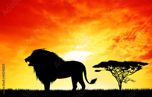 Lion in African landscape
