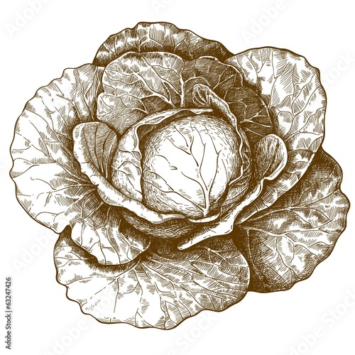 engraving cabbage on white background