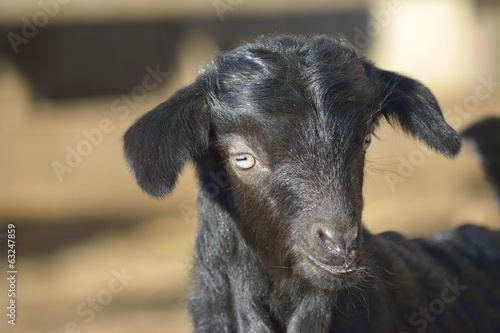 Cute baby goat