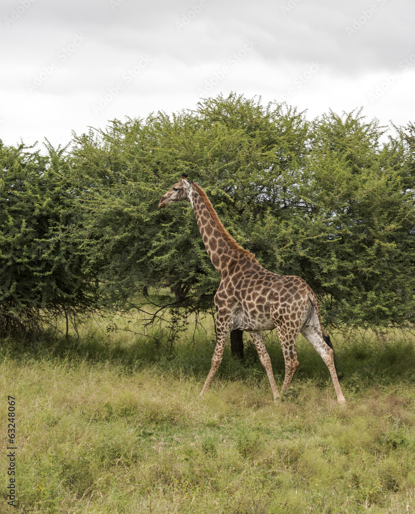 Obraz premium walking giraffe in south africa
