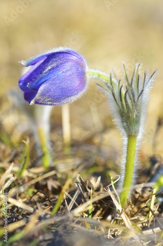 Mountain Pasqueflower (Pulsatilla montana) photo