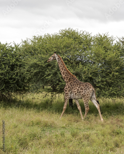 walking giraffe in south africa