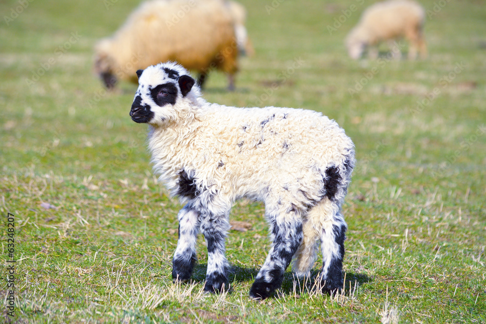 Obraz premium Lamb baby