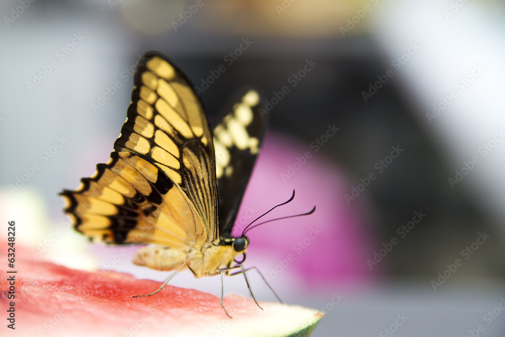 Obraz premium Live butterfly closeup