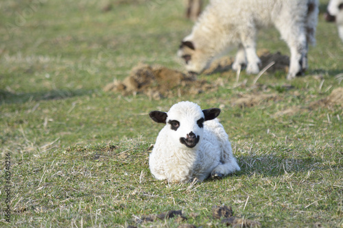 Lamb baby