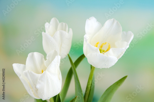 Fototapeta Naklejka Na Ścianę i Meble -  Beautiful tulips on bright background