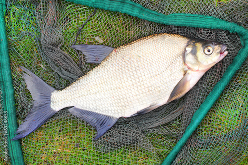 Common bream (Abramis brama) on a landing net.