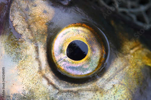 Close up of a fish eye (The Common Bream - Abramis brama).
