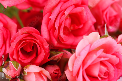 Beautiful small pink roses  close up