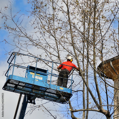 worker assigned to the pruning
