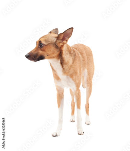 small elegant dog golden color on a white background isolated