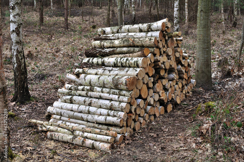 Tableau sur toile Tas de bois coupé dans une forêt de bouleau