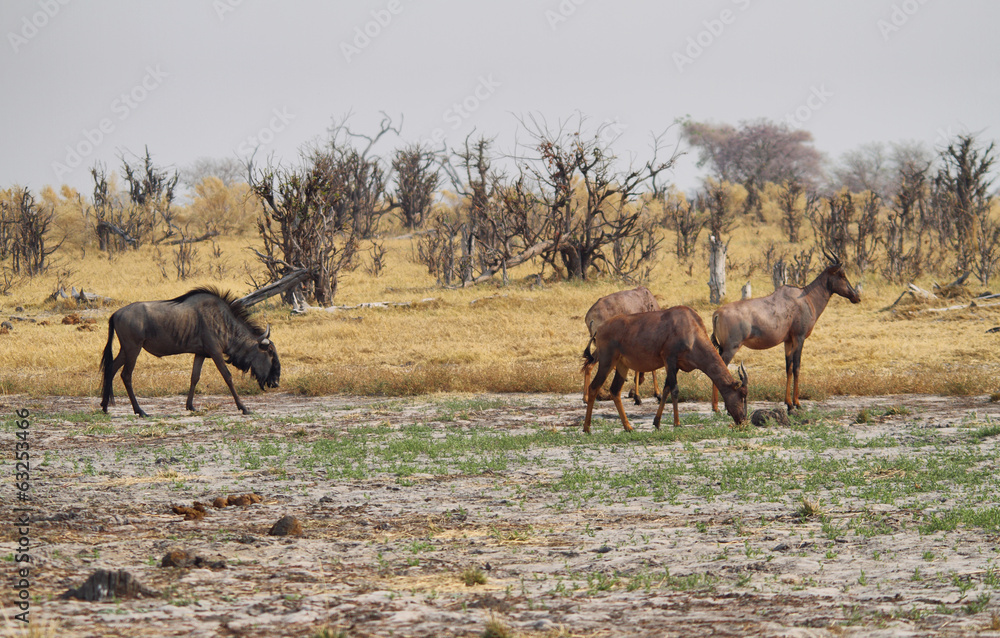 Fototapeta premium Small group of red hartebeest and one wlidebeest