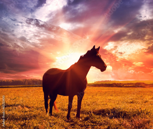landscape with horse in sunrise