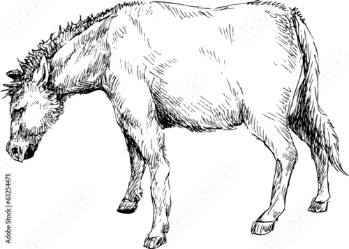 hand ddrawn horse photo