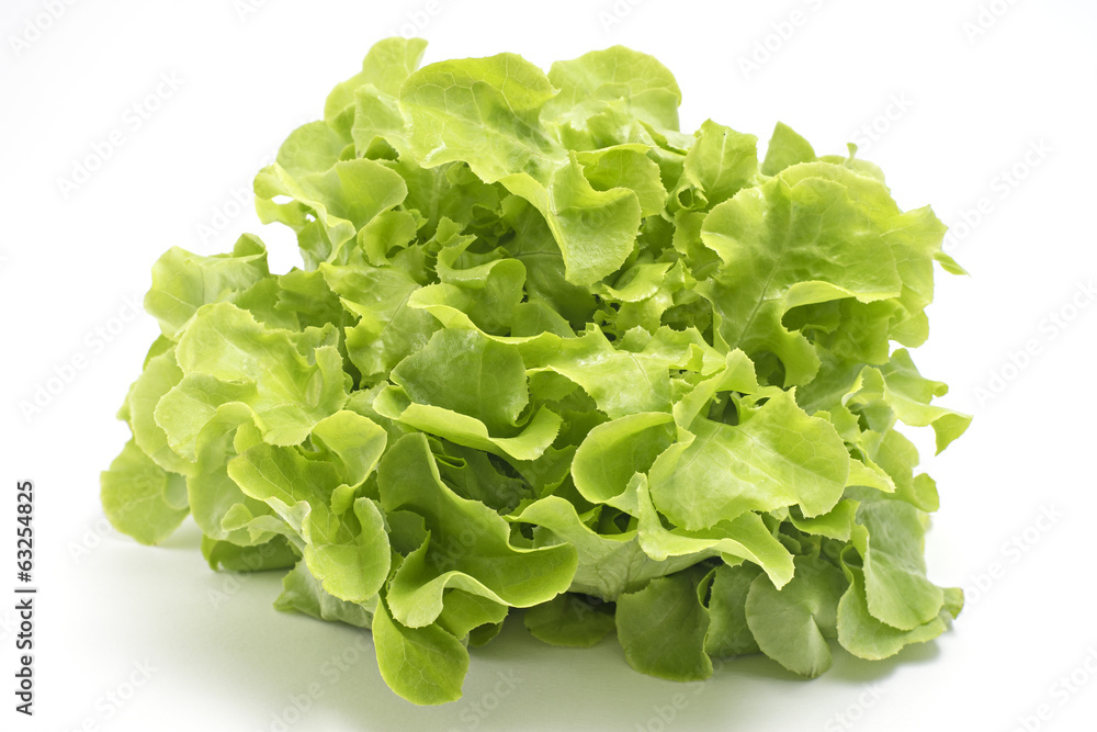 Green oak leaf lettuce isolated on white
