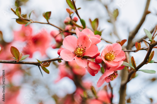 Spring Blossoms