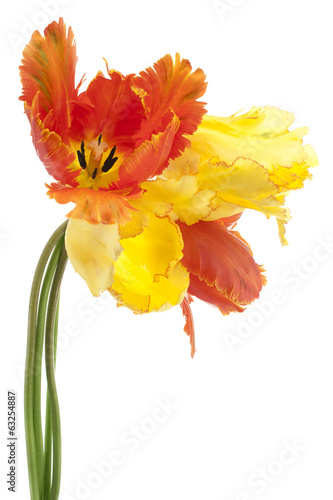 Fototapeta Naklejka Na Ścianę i Meble -  tulip