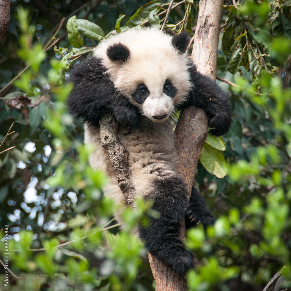 Obraz premium Cute Panda