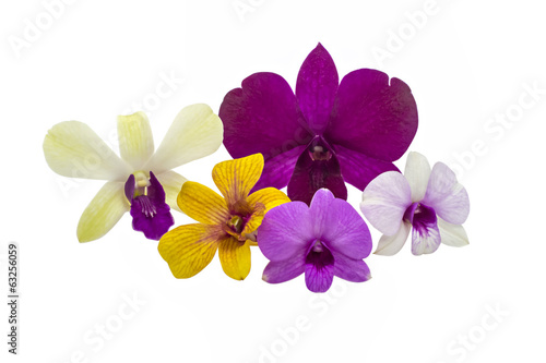 Orchid flower isolated on white