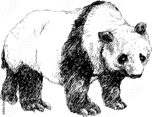 Fototapeta Naklejka Na Ścianę i Meble -  hand drawn panda