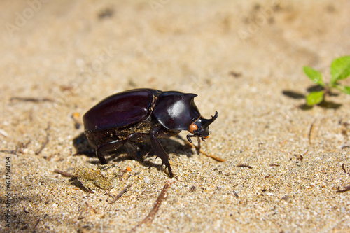 rhinoceros beetle in the natural environment © Den
